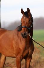 3 jr merrie, Merlot x Sandreo, Dieren en Toebehoren, Paarden, Merrie, Dressuurpaard, 3 tot 6 jaar, Onbeleerd