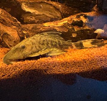 L090 Panaque Bathyphilus Papa Pleco beschikbaar voor biedingen