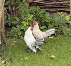 2 sabelpoot haantjes, Dieren en Toebehoren, Pluimvee, Mannelijk, Kip