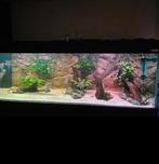 Groot aquarium, Ophalen, Zo goed als nieuw, Leeg aquarium