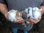 Jonge dwergkonijntjes erg klein. Echt schattig., Dieren en Toebehoren, Konijnen, Vrouwelijk, Dwerg, 0 tot 2 jaar