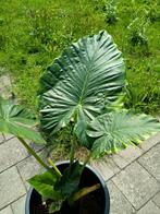 Grote Alocasia 1.5m in kunststof bak, Ophalen, 100 tot 150 cm, Overige soorten, Halfschaduw