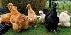 Te koop zijderhoen hennen, Dieren en Toebehoren, Pluimvee, Vrouwelijk, Kip