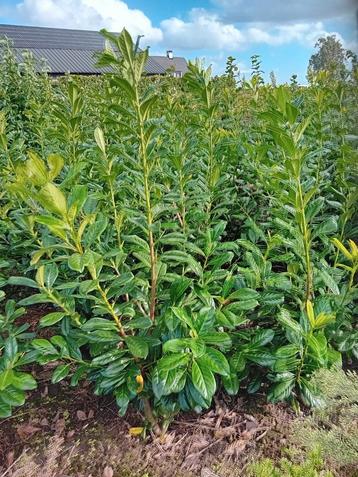 Laurier Prunus laur. Novita haagplant groenblijvend beschikbaar voor biedingen