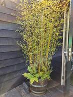 Bamboeplant – Fargesia nitida ‘Shadow Light’ – niet woekeren, Tuin en Terras, Planten | Struiken en Hagen, Ophalen, Bamboe