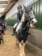 Ik zoek ene verzorg pony/paard, Dieren en Toebehoren, Ophalen of Verzenden, Zo goed als nieuw