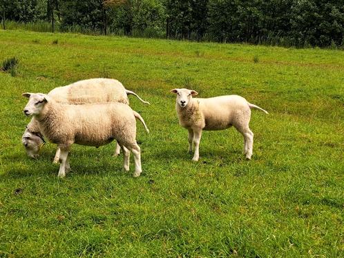 Swifter Ooilammeren – Topfokdieren uit bewezen lijn Stamboek, Dieren en Toebehoren, Schapen, Geiten en Varkens, Schaap, Vrouwelijk