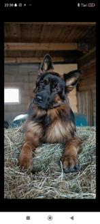 Dekreu: Duitse Herder met FCI stamboom, Dieren en Toebehoren, Rabiës (hondsdolheid), Reu, Eén hond, 3 tot 5 jaar