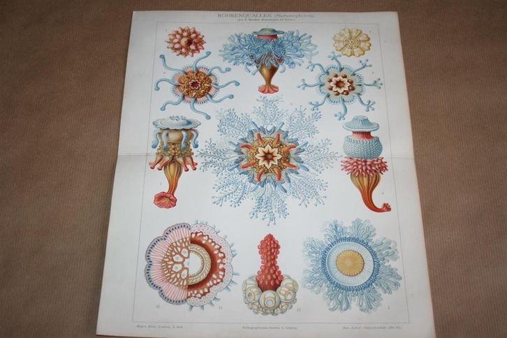 Antieke kleurenlitho - Kwallen Buiskwallen - Circa 1900 !!, Antiek en Kunst, Kunst | Litho's en Zeefdrukken, Ophalen of Verzenden