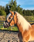 Prachtige 3,5 jarige haflinger merrie!, Dieren en Toebehoren, Gechipt, Zadelmak, 3 tot 6 jaar, Recreatiepony