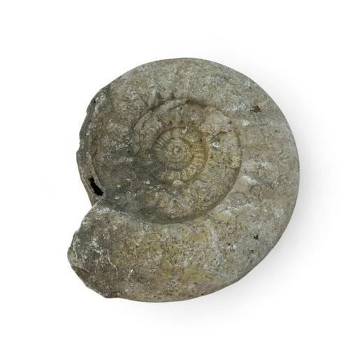 Fossiel, ammoniet, Verzamelen, Mineralen en Fossielen, Fossiel, Ophalen of Verzenden