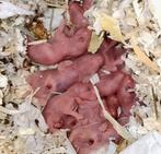 Nestje Syrische (goudhamster) GEBOREN, Dieren en Toebehoren, Hamster, Meerdere dieren, Tam, September