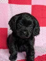 Kr Engelse cockerspaniel pups. type cockapoo, Dieren en Toebehoren, Overige rassen, 8 tot 15 weken, CDV (hondenziekte), Meerdere