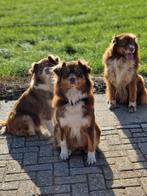 australian shepherd puppy's verwacht in het voorjaar 2024, Dieren en Toebehoren, Meerdere, 8 tot 15 weken, Meerdere dieren, Nederland