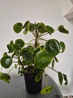 Te koop: Pannenkoekplanten met diverse stekjes, Ophalen, Halfschaduw, Minder dan 100 cm