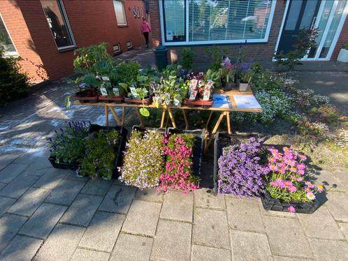 Biologische groenten en kruiden planten.Tevens vaste planten, Tuin en Terras, Planten | Tuinplanten, Vaste plant, Groenteplanten