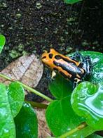 Ranitomeya imitator jeberos, Dieren en Toebehoren, Slang, Met terrarium