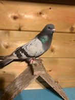 Takla doffertje, Dieren en Toebehoren, Vogels | Duiven