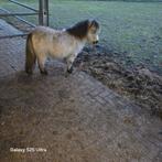 Shetland merrie, Merrie, Niet van toepassing, A pony (tot 1.17m), Gechipt