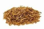 Voedseldieren te bestellen bij csreptiles Venlo, Dieren en Toebehoren, Vogels | Overige Vogels, Tropenvogel
