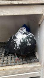 Gaditano, Dieren en Toebehoren, Meerdere dieren