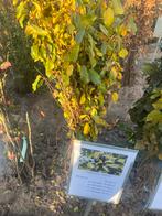 Frangula alnus (vuilboom), Ophalen, Volle zon, Overige soorten