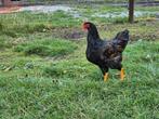 1 barnevelder haan, Mannelijk, Kip