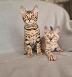 Bengaal katertjes zoeken hun gouden mandje, Dieren en Toebehoren, Katten en Kittens | Raskatten | Korthaar, Kater, Met stamboom