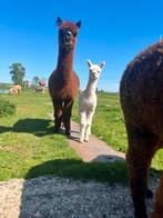 Mooi alpaca span, Dieren en Toebehoren, Schapen, Geiten en Varkens, Meerdere dieren, Schaap