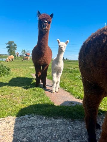 Mooi alpaca span beschikbaar voor biedingen