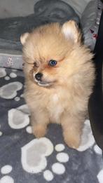 laatste 2 prachtige pomeriaan reutjes te koop, Keeshond, Reu, 8 tot 15 weken, Parvo