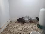 Chinese dwergkwartels (verwant), Dieren en Toebehoren, Vogels | Overige Vogels, Meerdere dieren, Tropenvogel