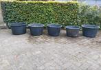 Speciekuip, gebruikt, in goede staat, 5 stuks, Ophalen