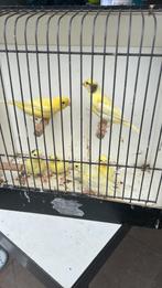 Gele kanaries, Dieren en Toebehoren, Vogels | Kanaries, Meerdere dieren, Kleurkanarie