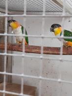 Zwartkopcaique koppel broedrijp, Dieren en Toebehoren, Vogels | Parkieten en Papegaaien, Meerdere dieren, Papegaai