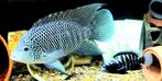 Cichlasoma Beani, Dieren en Toebehoren, Vis, Zoetwatervis