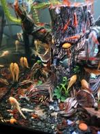 Jonge Albino Ancistrus algeneters drie voor €3,00., Dieren en Toebehoren, Vis