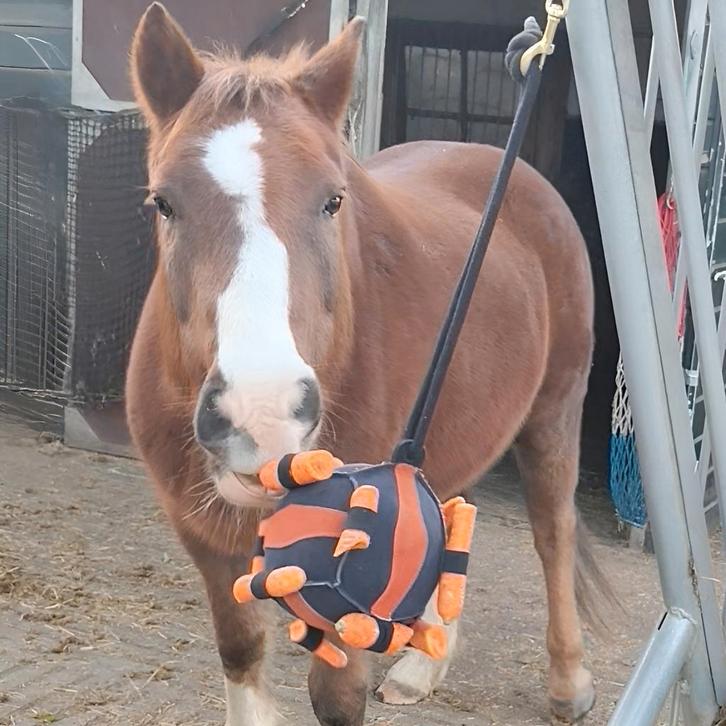 Slowfeeder Wortelbal NIEUW! Premium kwaliteit!!, Dieren en Toebehoren, Paarden en Pony's | Overige Paardenspullen, Nieuw, Overige soorten