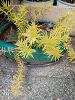 Sedum rupestre ., Bodembedekkers, Volle zon, Vaste plant, Ophalen of Verzenden