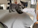Lief zwart poesje – half Bengaal 🐯 – geboren 10 mei, Dieren en Toebehoren, Katten en Kittens | Raskatten | Korthaar, Poes, Ontwormd