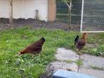 Welsumer krielen, Dieren en Toebehoren, Pluimvee, Vrouwelijk, Kip