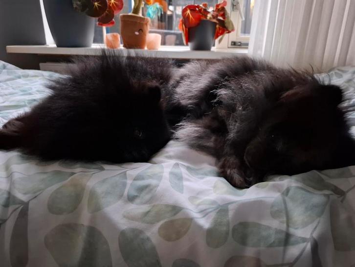 Pomperiaan, Dieren en Toebehoren, Honden | Chihuahua's en Gezelschapshonden, Reu, Overige rassen, Particulier, Eén hond, Nederland