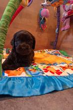 Australian labradoodle pups, Dieren en Toebehoren, Nederland, Overige rassen, 8 tot 15 weken, Meerdere