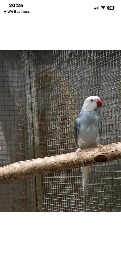Halsband parkiet witkop witstaart  2021 kweekman, Dieren en Toebehoren, Vogels | Parkieten en Papegaaien, Mannelijk, Parkiet