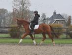 15 jarige brave ruin V Vivaldi, Dieren en Toebehoren, Paarden, Gechipt, Ruin, M, Dressuurpaard