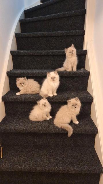 Ragdoll raszuivere kittens met volledig pakket  beschikbaar voor biedingen