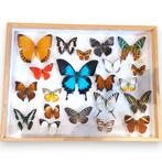 Lijst met opgezette Vlinders. Nr 2, Ophalen of Verzenden, Insect, Opgezet dier