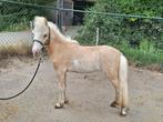 2 jarige NMPRS palomino tovero merrie, Dieren en Toebehoren, Pony's, Merrie, 0 tot 2 jaar, A pony (tot 1.17m), Onbeleerd