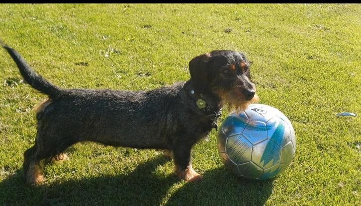 Eind oktober FCI stamboom standaard ruwhaar teckelpups, Dieren en Toebehoren, Honden | Teckels en Dashonden, Meerdere dieren, Particulier