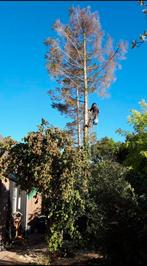 Bomen kappen of snoeien en stronken frezen, Tuinonderhoud of Snoeiwerk